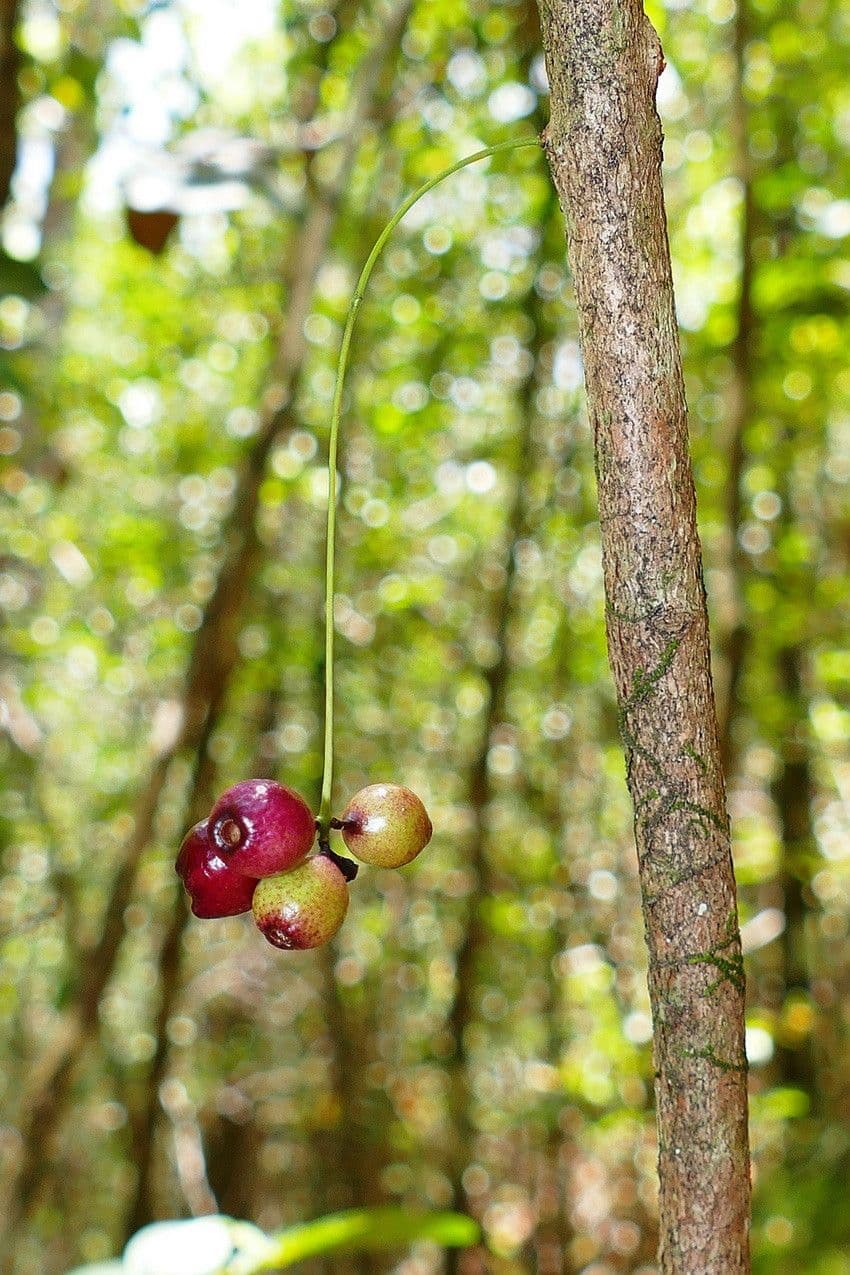 Syzygium 2