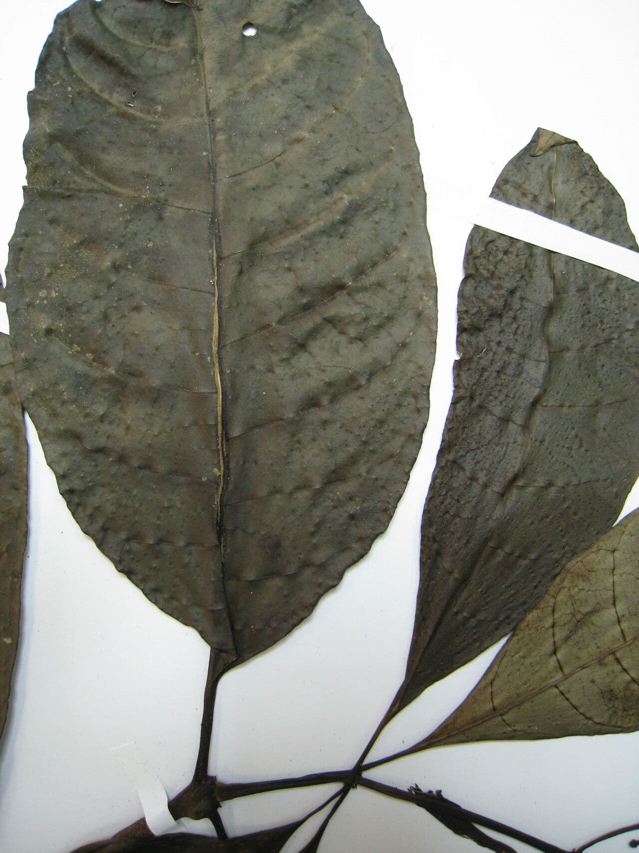 Palicourea 5