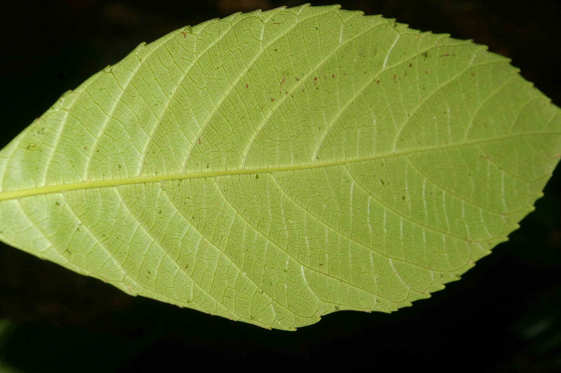 Cleidion 8