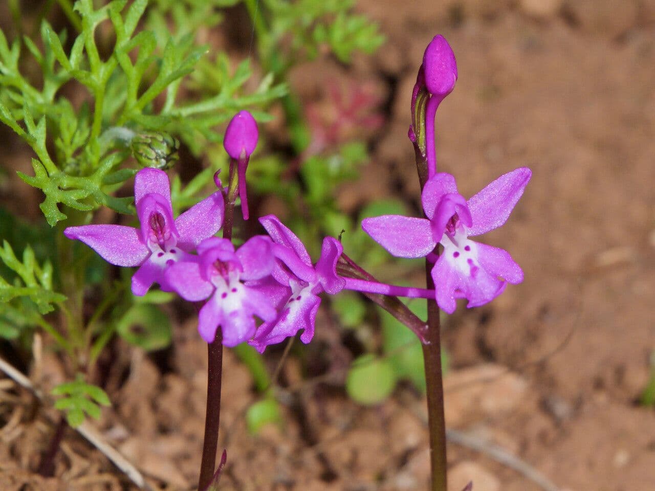 Orchide a quattro macchie 5