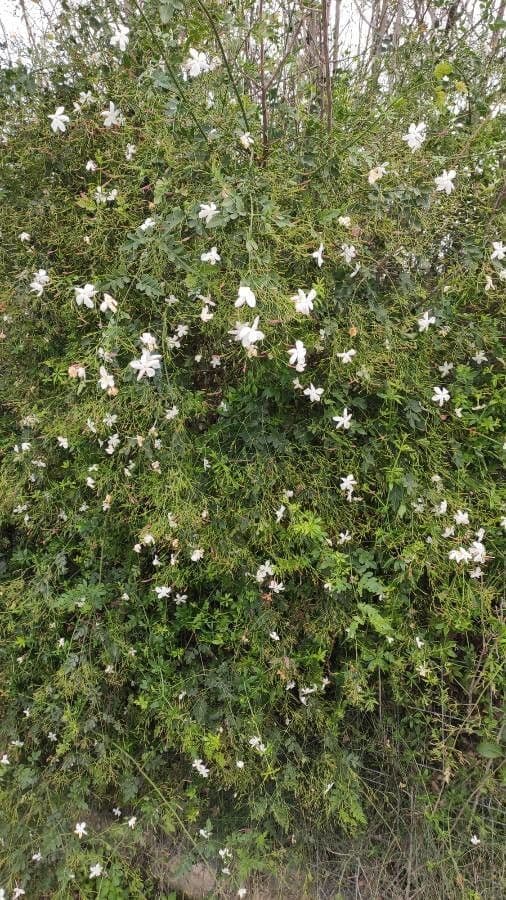 Großblütiger Jasmin 14