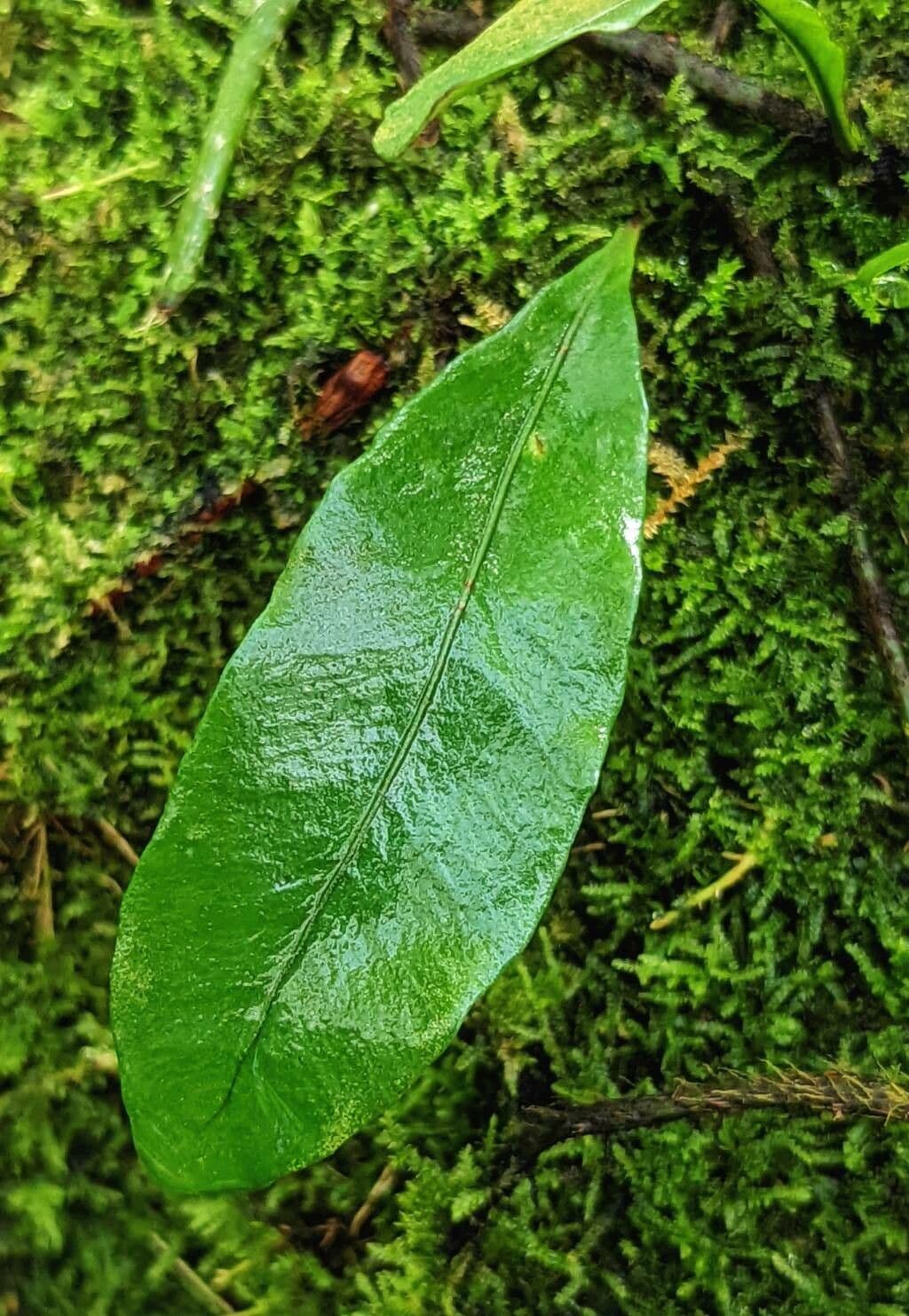 Microgramma 9