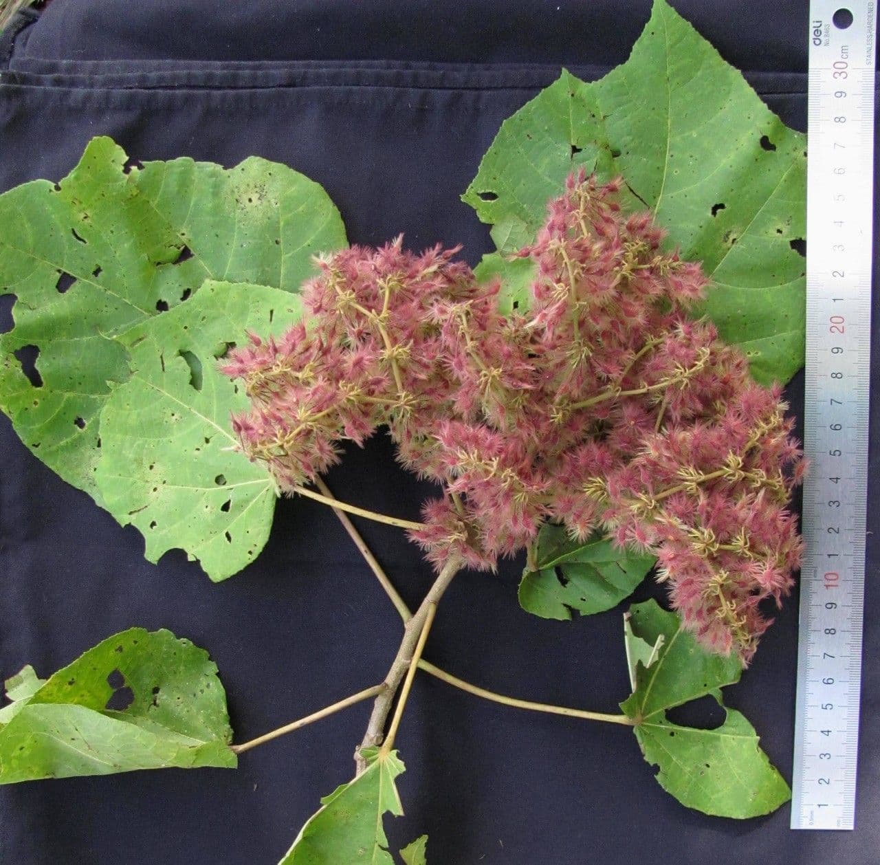 Heliocarpus 17