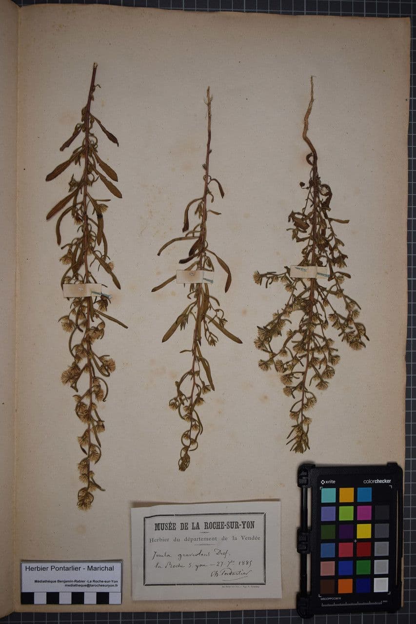 Inula fetida 36