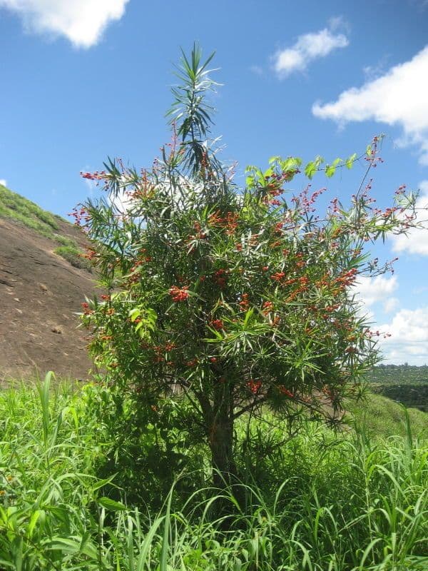 Dracena 12
