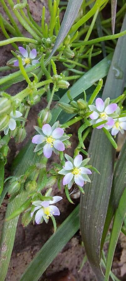 Spergularia marina 4