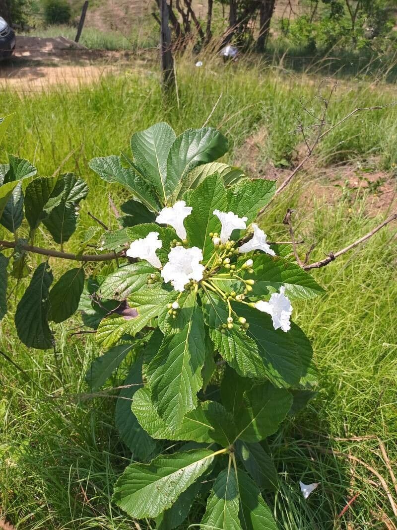 Słoram superba 19