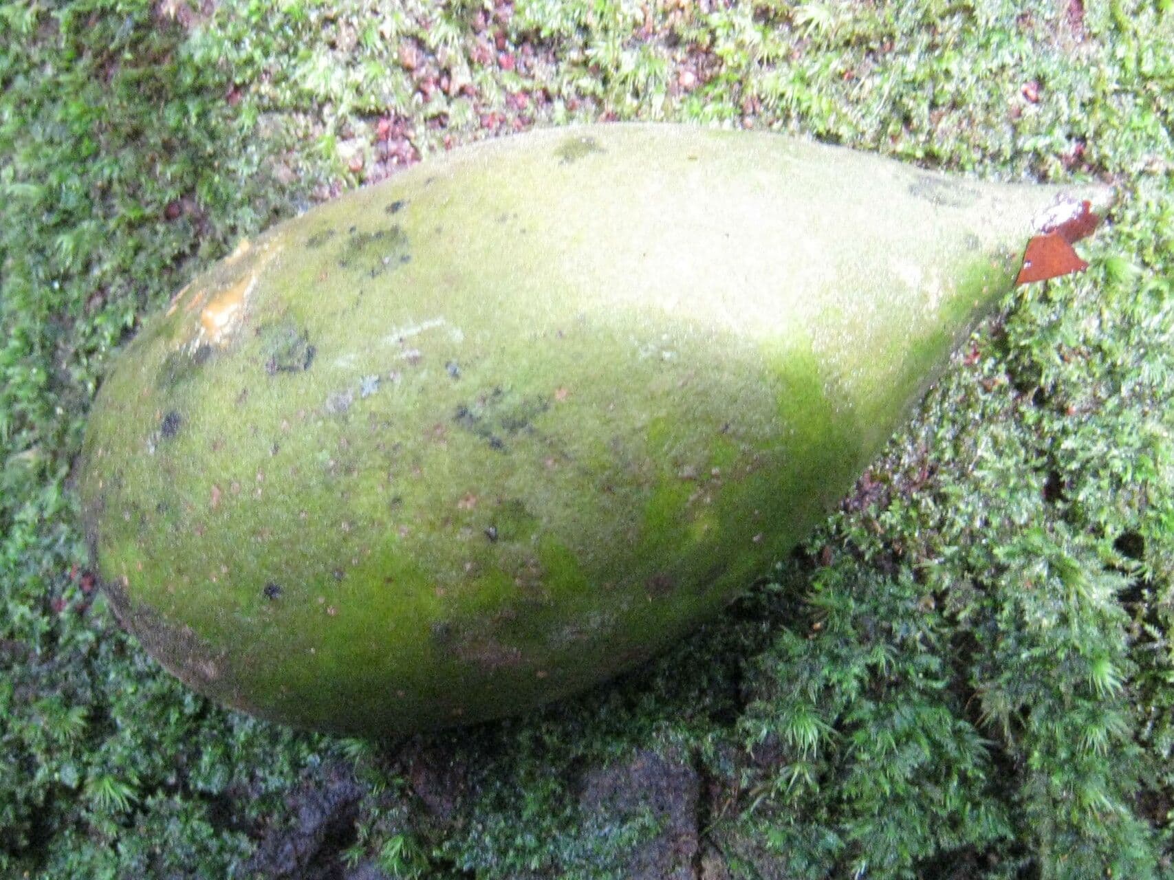 Geissospermum liscio 2