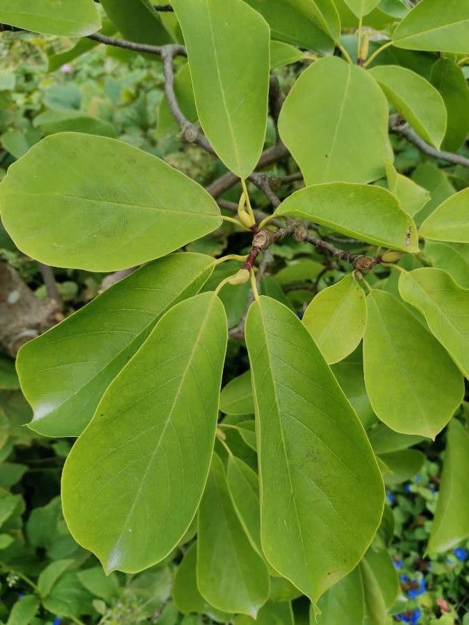 Magnolia 9