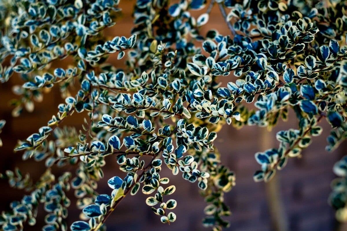Azara microphylla 8