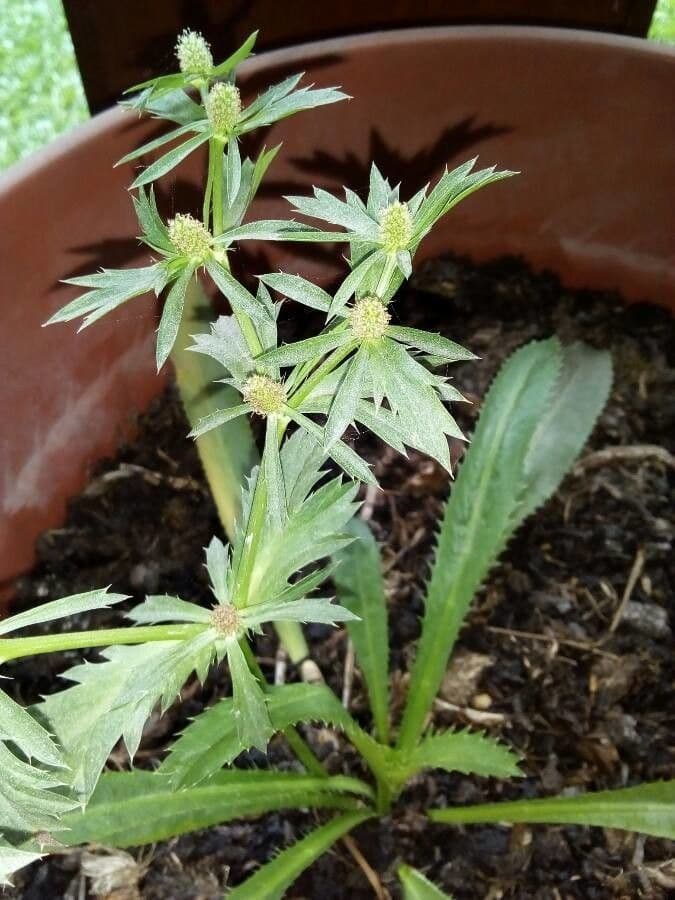 Eryngium foetidum 4