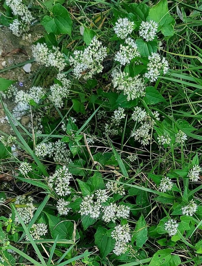Mikania scandens 16