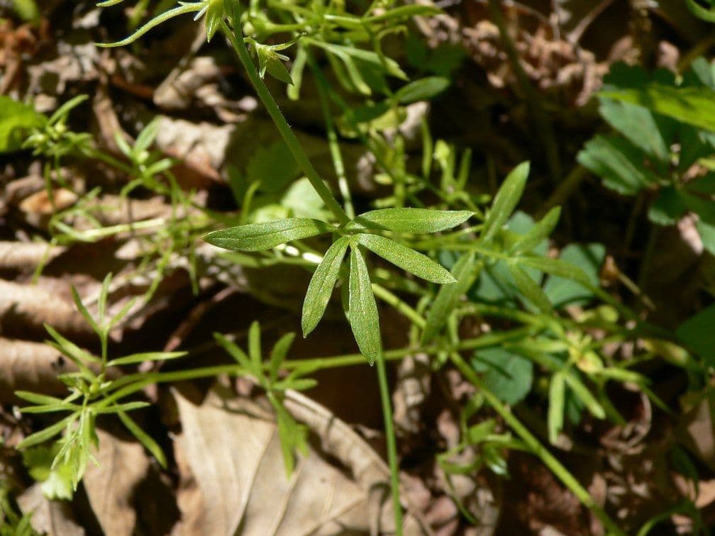 Floerkea proserpinacoides 12