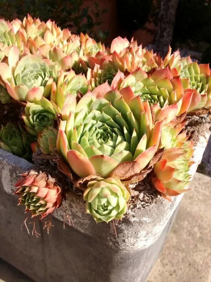 Semprevivo maggiore 15