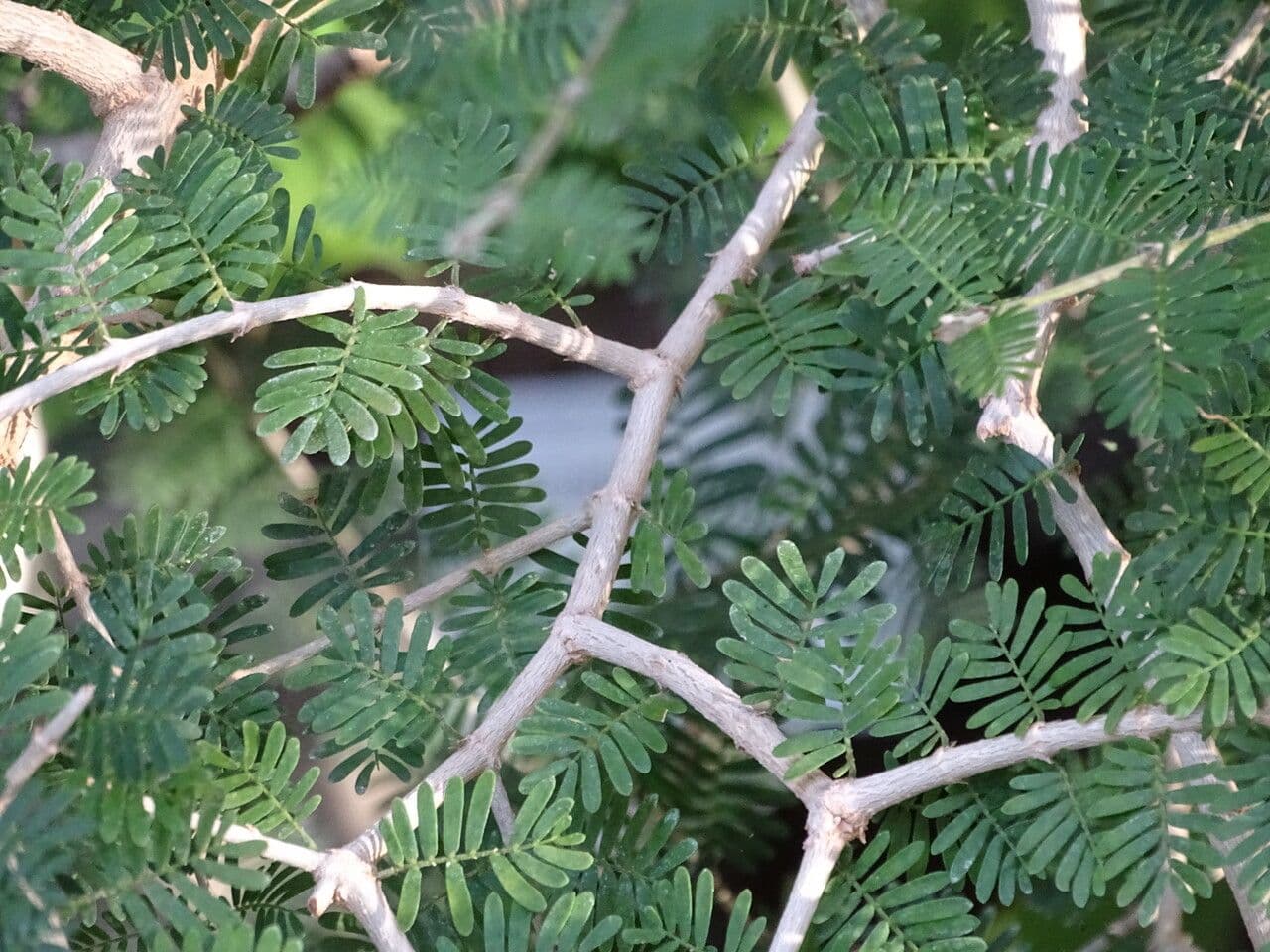 Porlieria