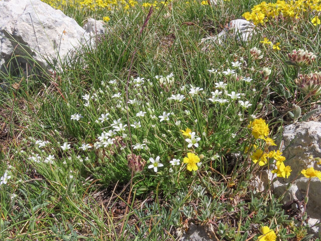 Arenaria grandiflora 9