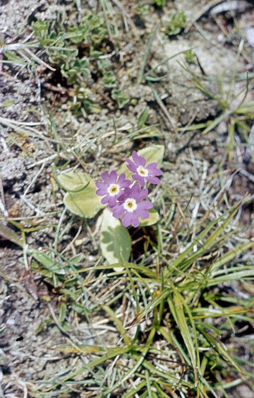 Primula scozzese 3