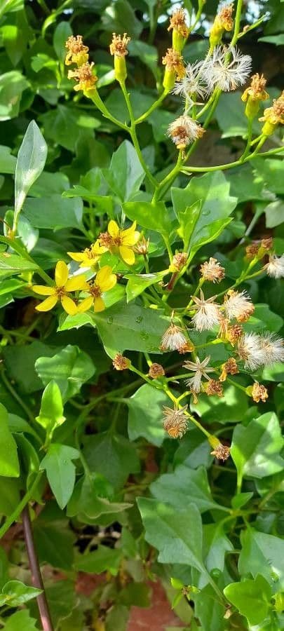 Senecio angulatus 29
