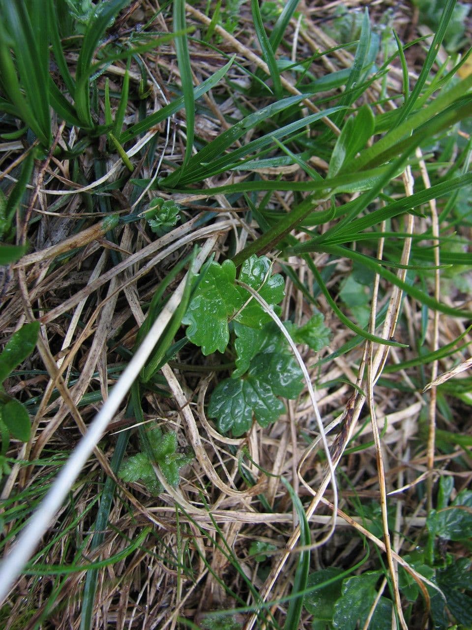 Pryskyřník 16