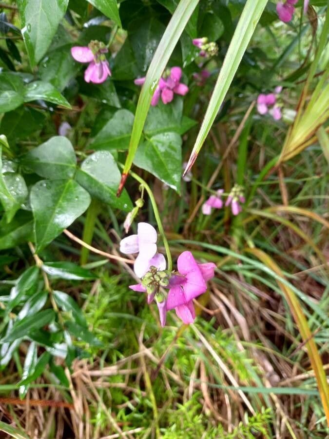 Dipogon lignosus 5