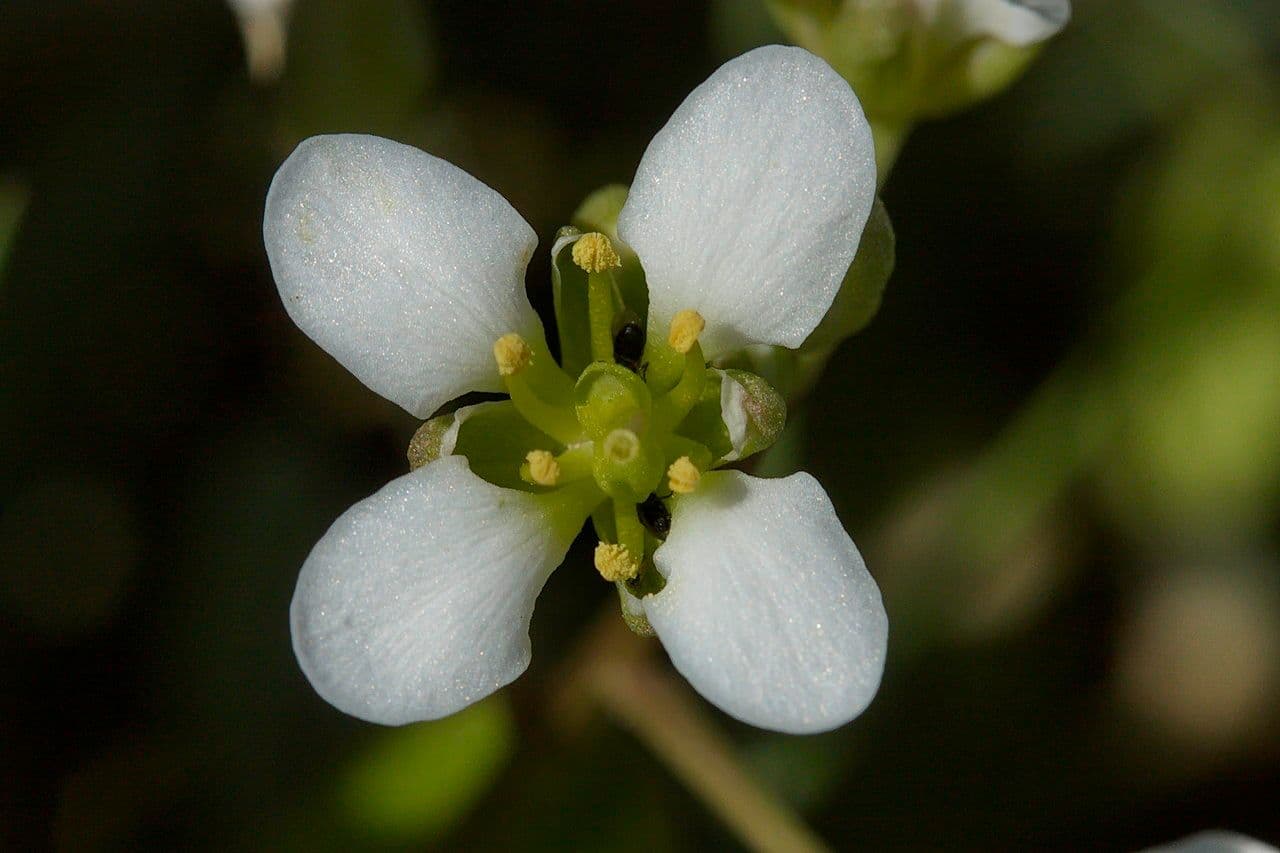 Coclearia 8