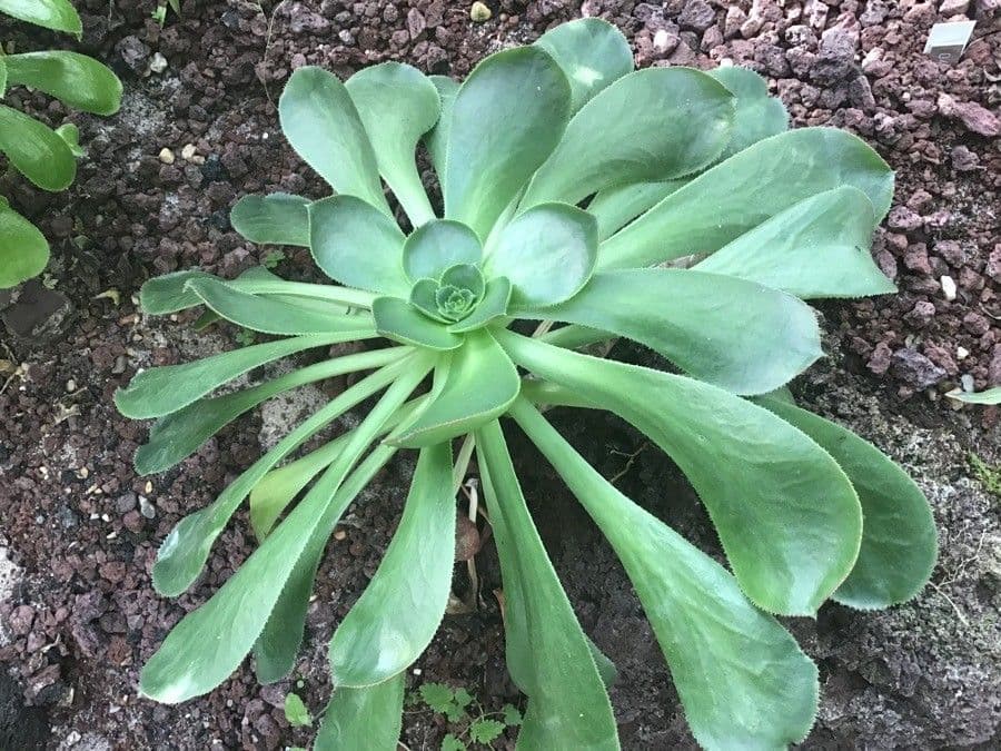 Aeonium 4
