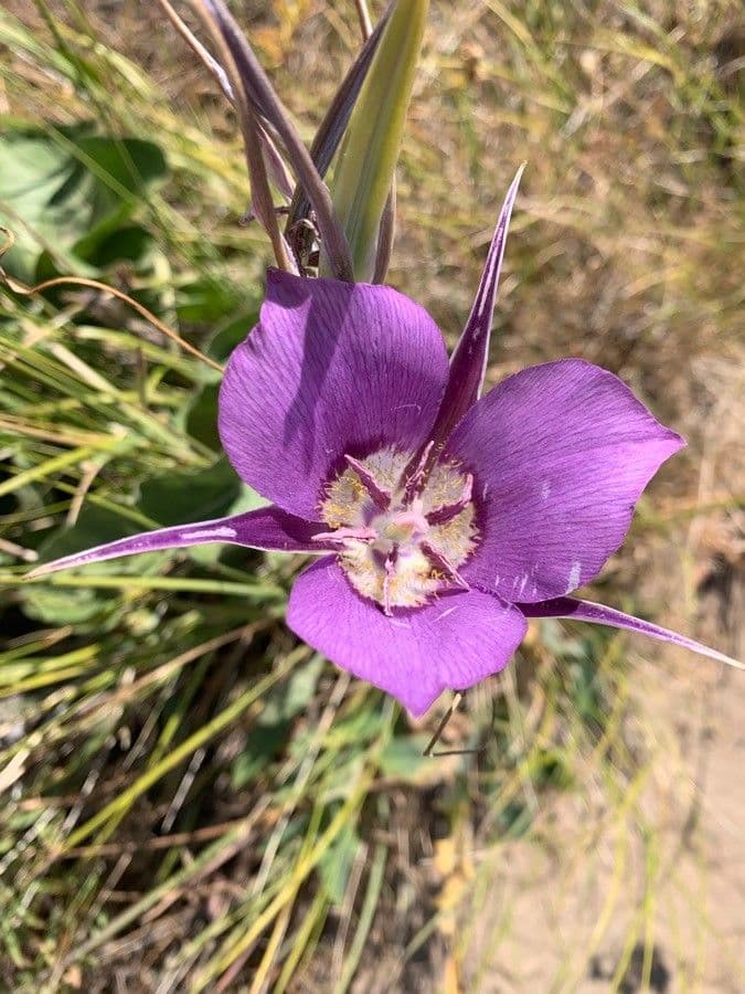 Calochortus macrocarpus 4