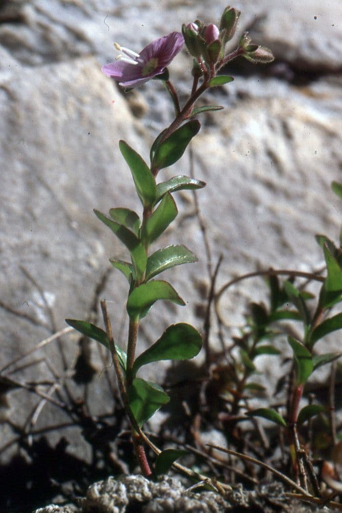 Veronica fruticulosa 14