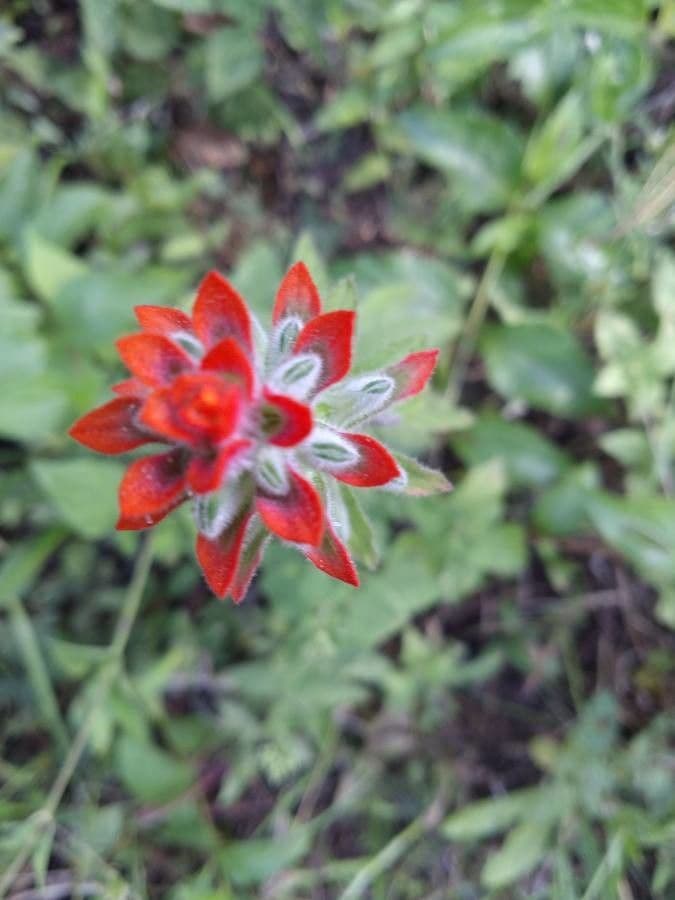 Pennello scarlatto 5