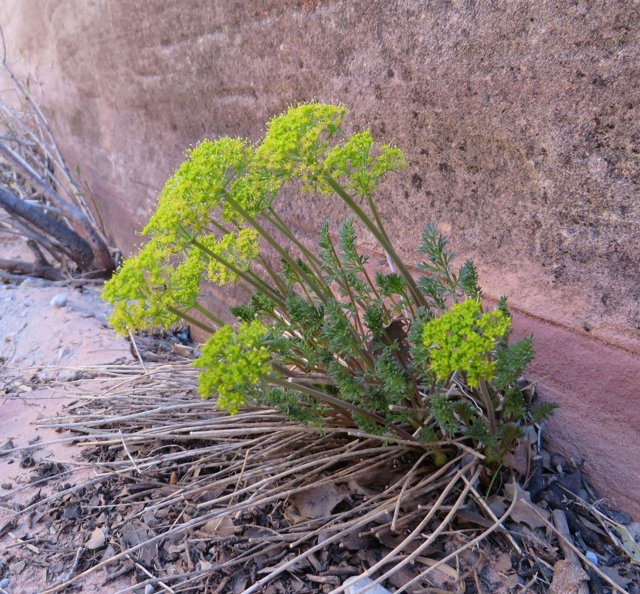 Lomatium parry'a 2