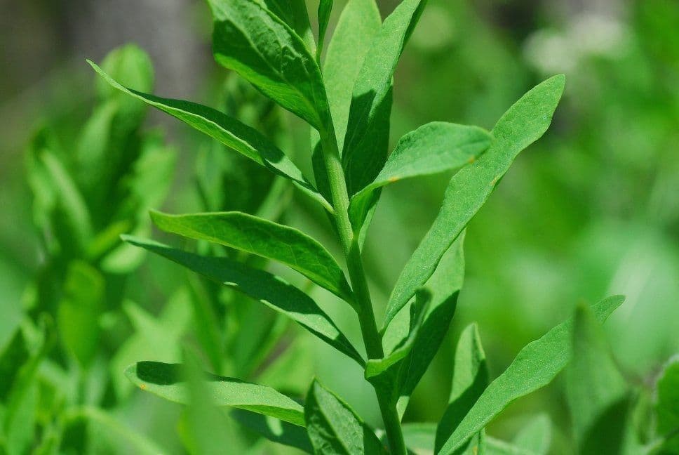 Comandra umbellata 14