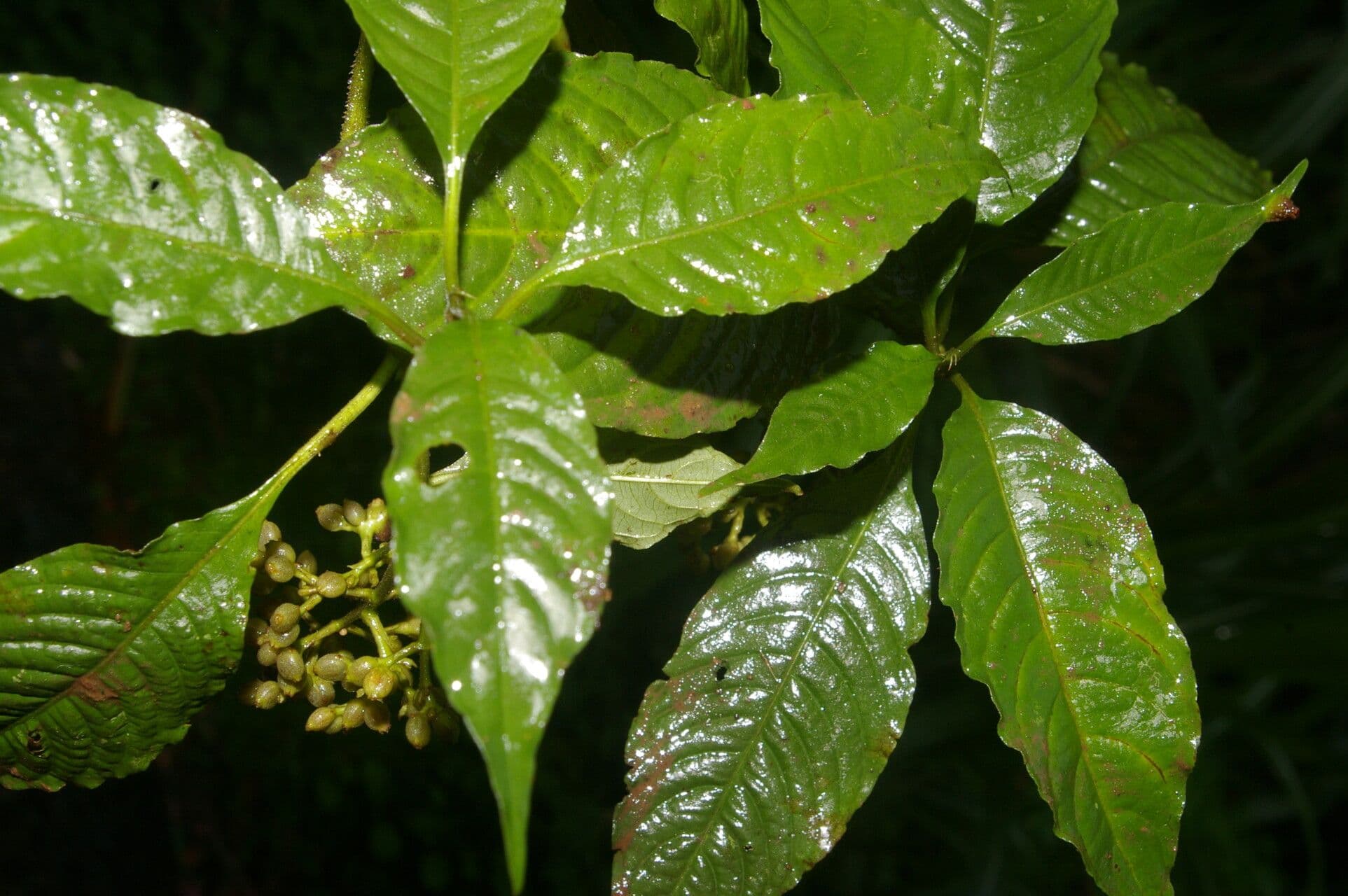 Palicourea 9