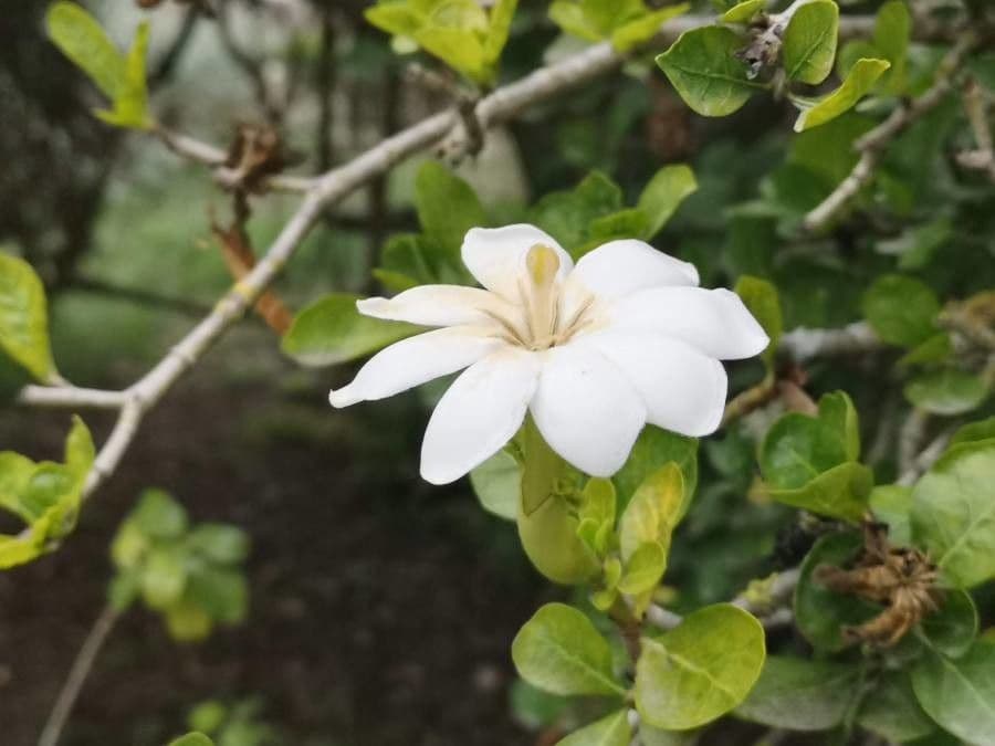 Gardenia Volkensa 8
