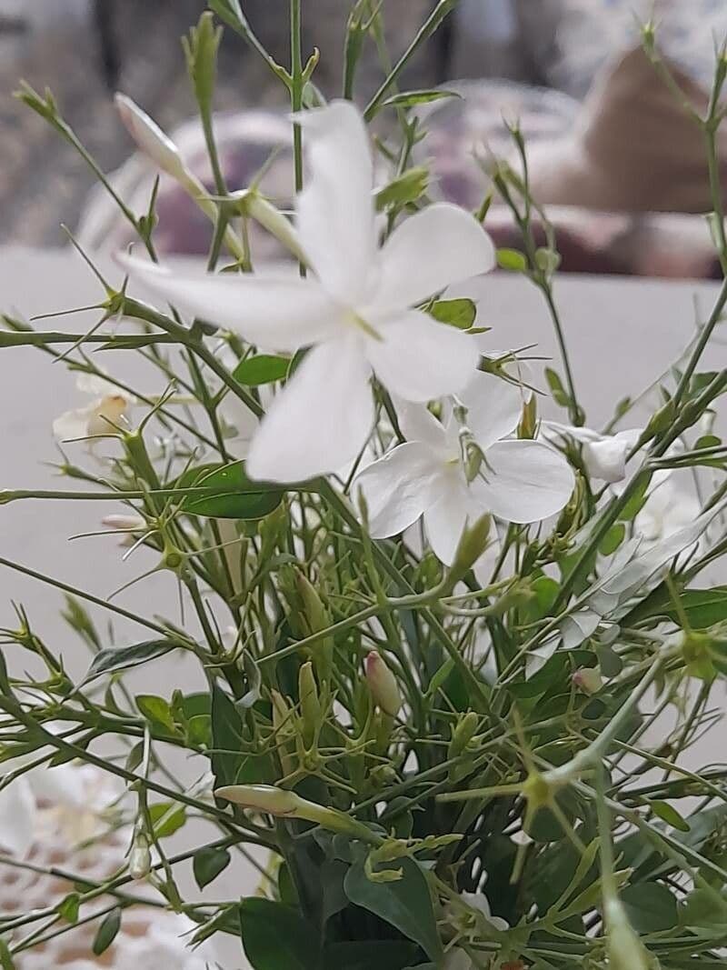 Großblütiger Jasmin 27