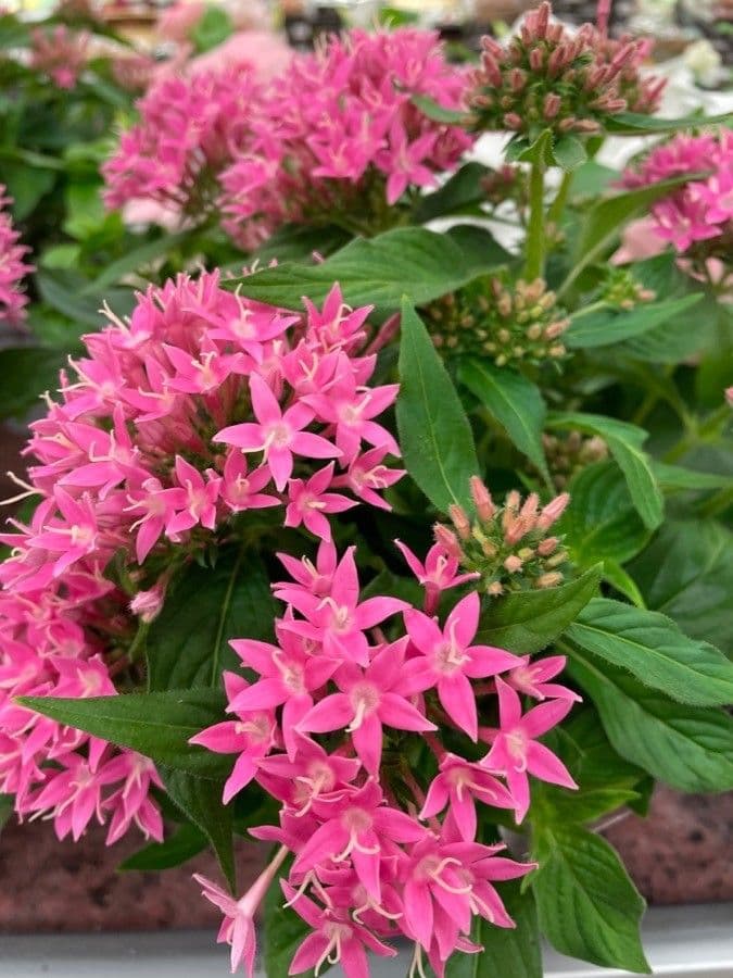 Pentas 13