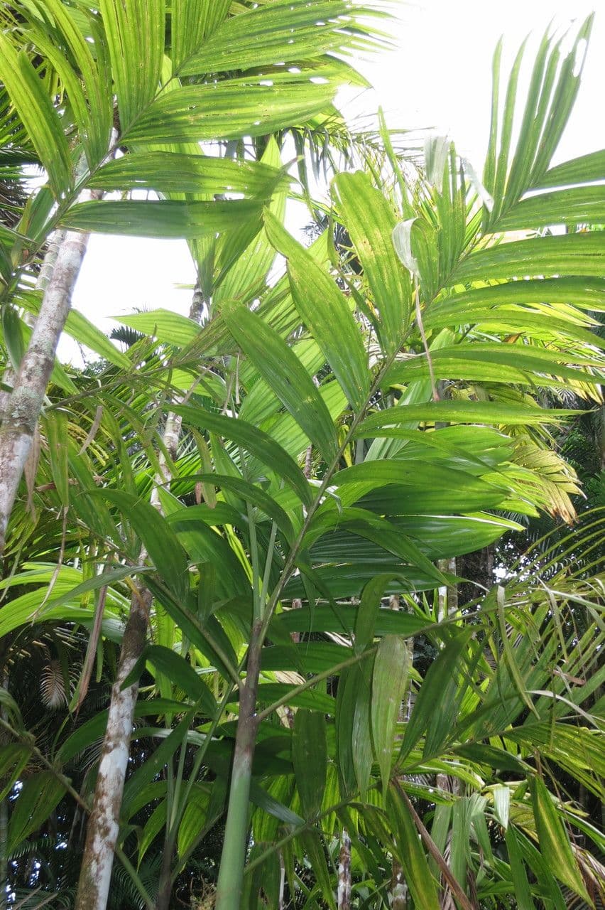 Areca 10