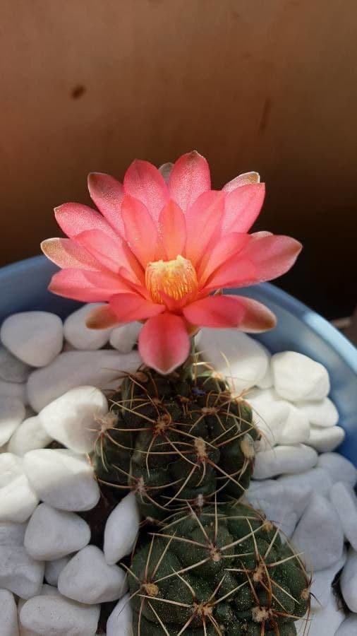 Gymnocalycium verde-rosso 6