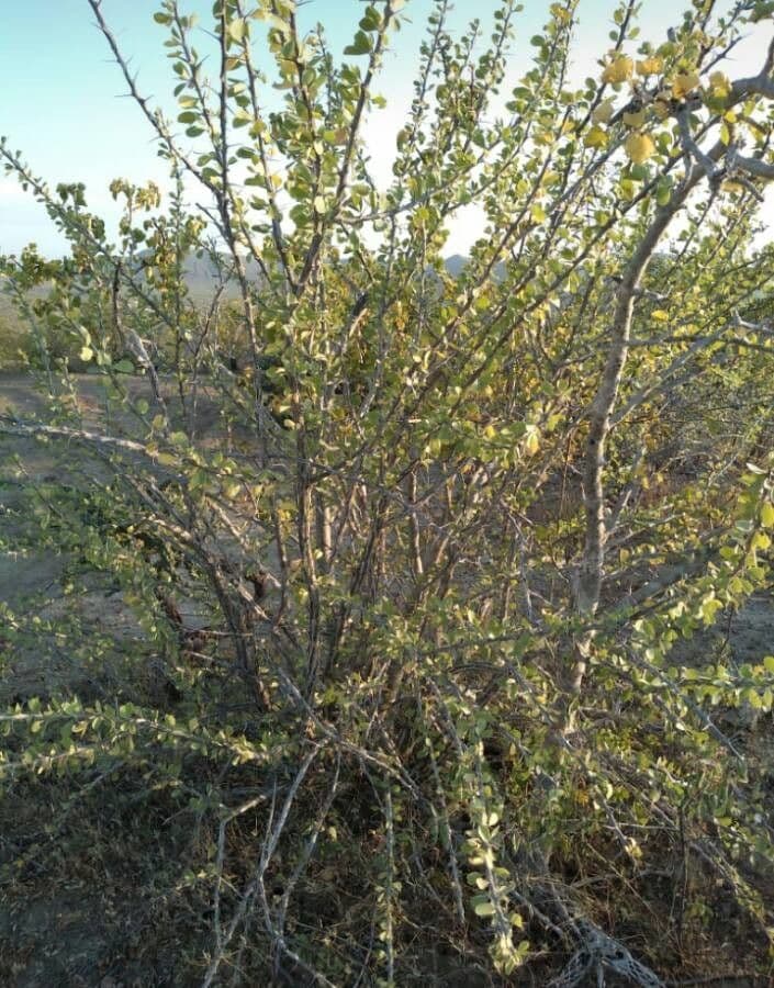 Ocotillo 15