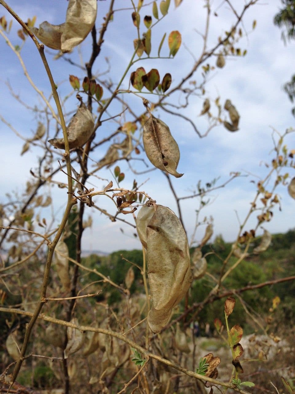 Vescicaria orientale 3