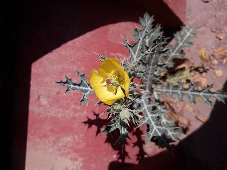 Argemone mexická 6