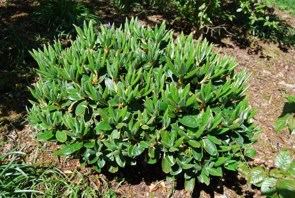 Rhododendron aganniphum 6