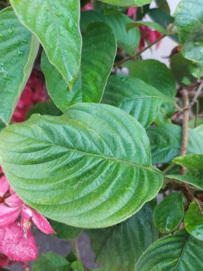Mussaenda philippica 15
