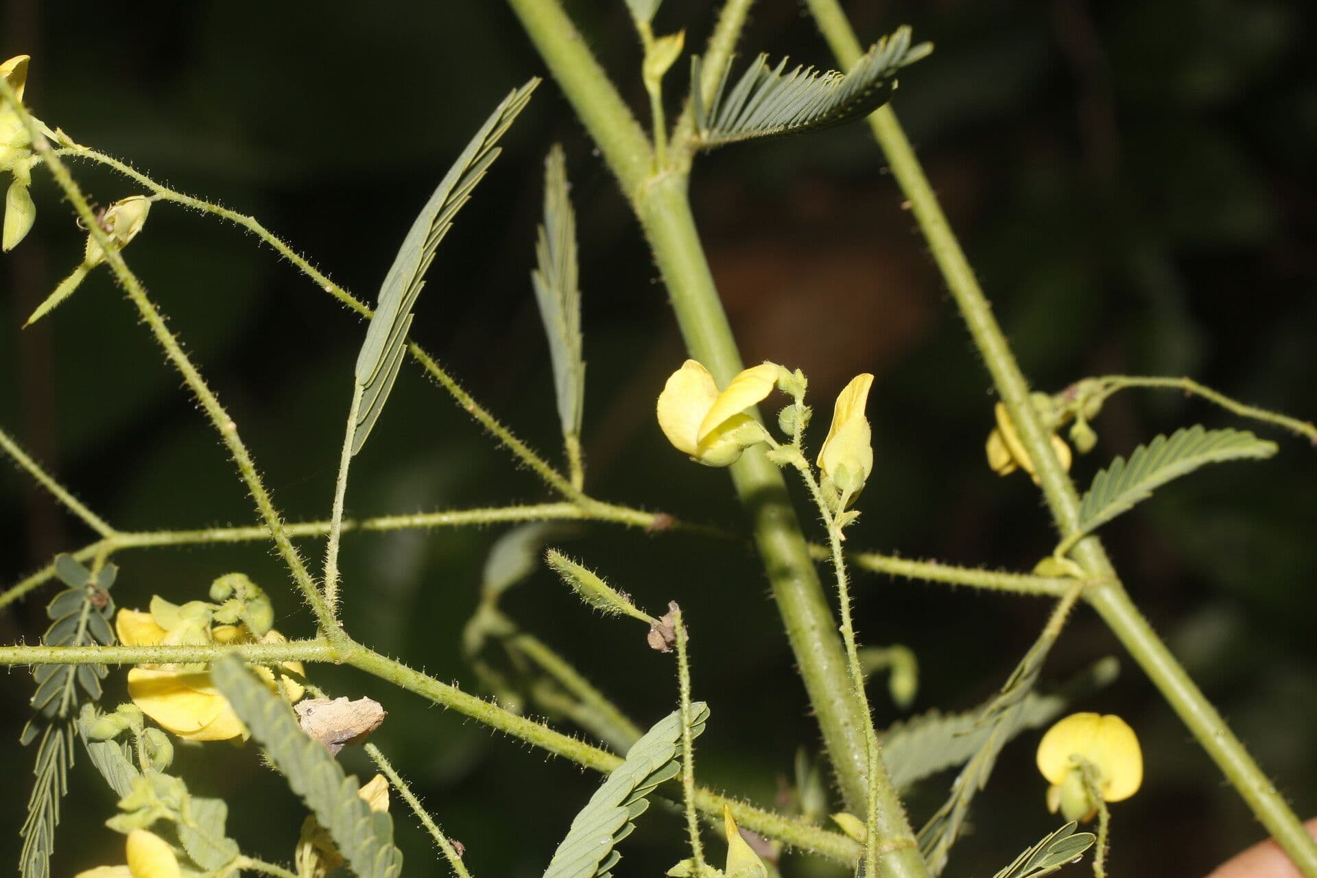 Aeschynomene sensitiva 4