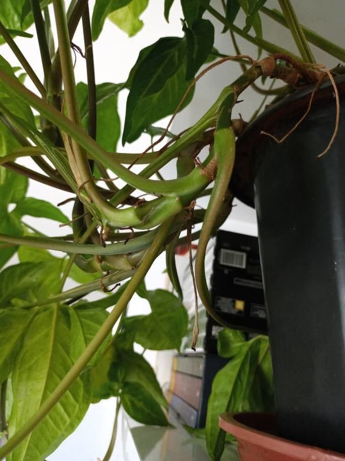 Syngonium 23