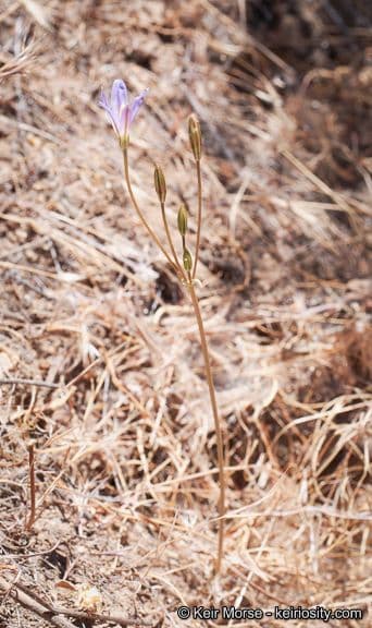 Brodiaea 2