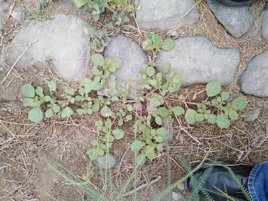 Trianthema portulacastrum 18