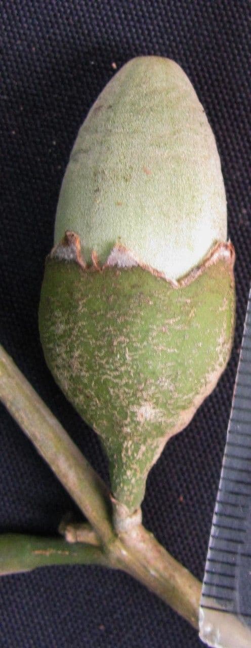 Quararibea funebris 5