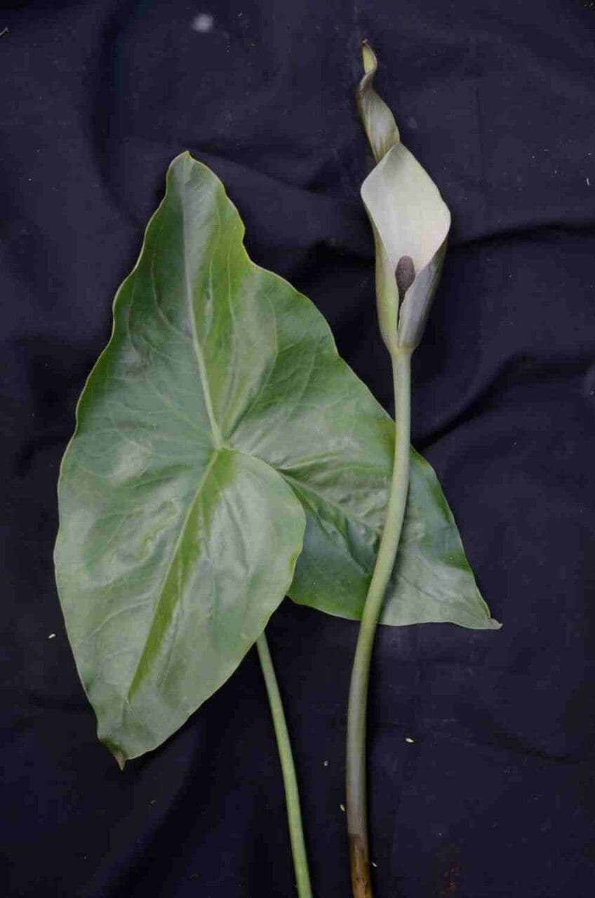 Urospatha 6
