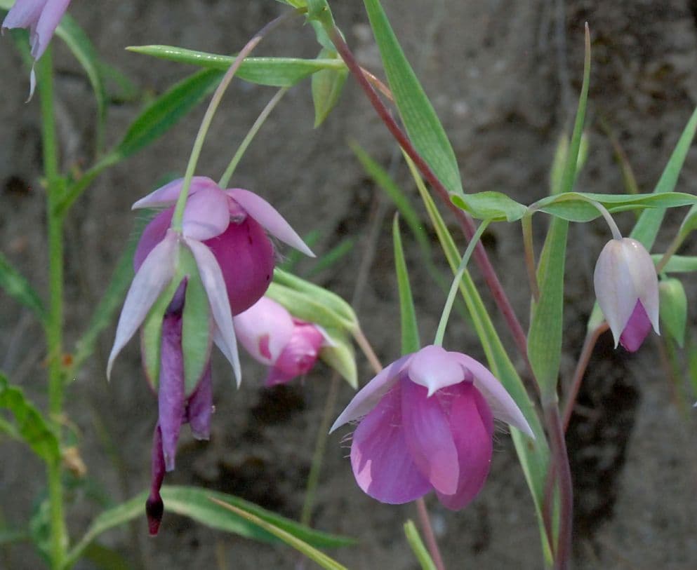 Schöne Kalochortus