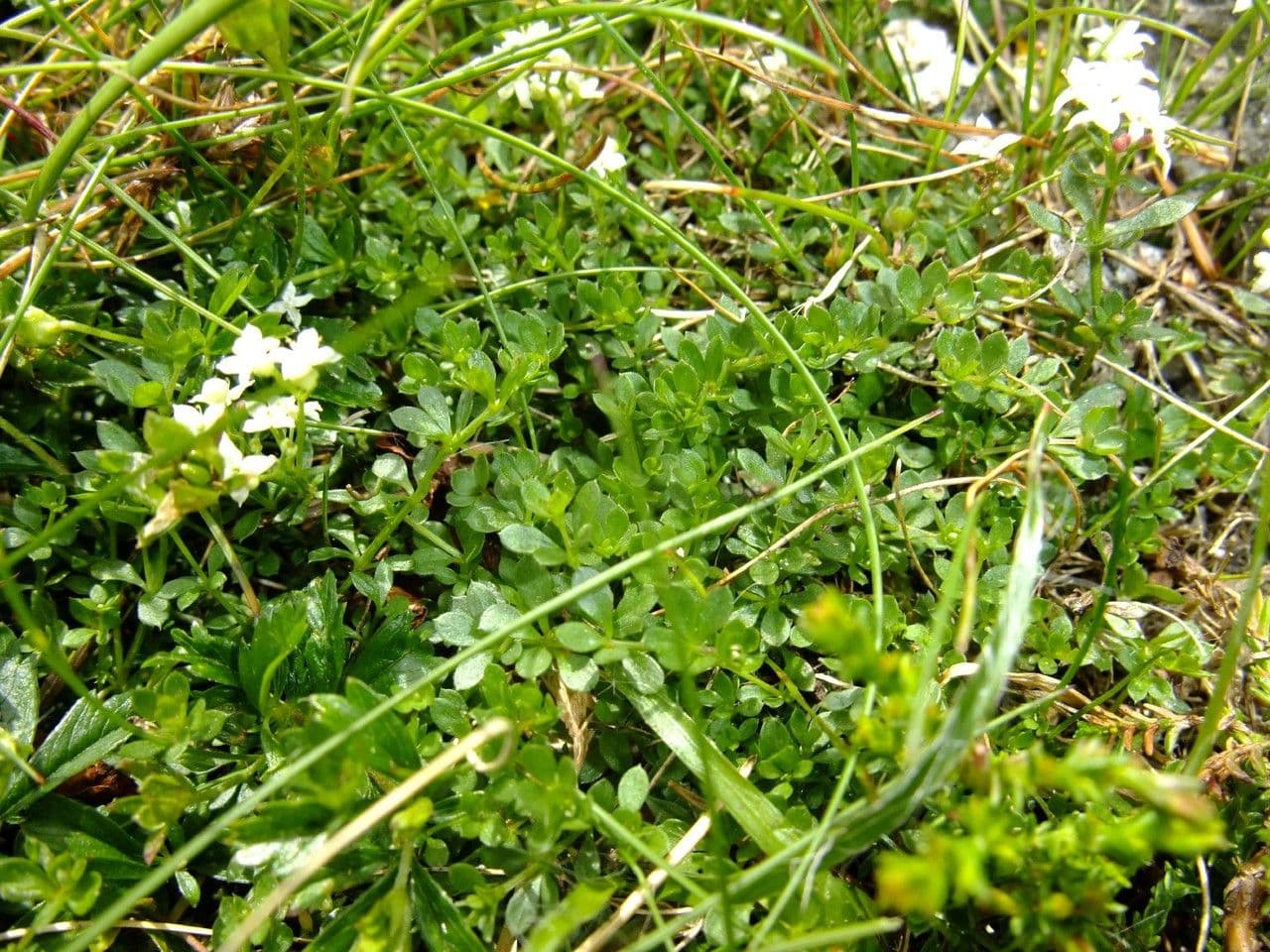 Großsamiges Galium 8